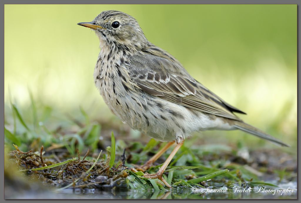 Il soggetto sconosciuto... Pispola?